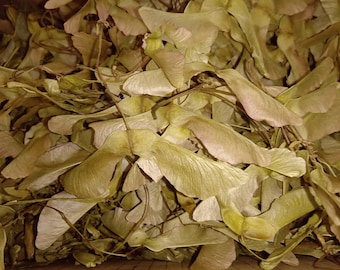 200x Ecological Dried Maple Helicopters Wings Maple Fairy Wings Maple Seeds for Craft project Crafts home decor Handmade Natural Card making
