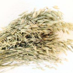 Organic Oat Spray Bird Food Hamster food Chinchilla food bundle of natural Dried oat Gift for Hamster spray foraging treat accessory Mice