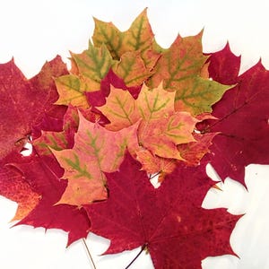Ahornblätter gepresste getrocknete natürliche Ahornblätter Wohnkultur Echte Herbstblätter Halloween Dekor DIY Herbstdekoration Biologisch abbaubares Geschenk