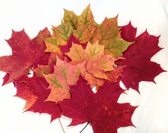 Maple leaves pressed dried natural maple leaf home decor Real Fall leaves Halloween decor DIY Autumn decoration Organic Biodegradable Gift