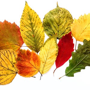 50 feuilles d'automne pressées séchées, feuilles naturelles, décorations pour la maison, feuille de chêne naturelle pour l'artisanat, la fabrication de cartes d'art, le scrapbooking, les feuilles d'érable de tilleul, bricolage