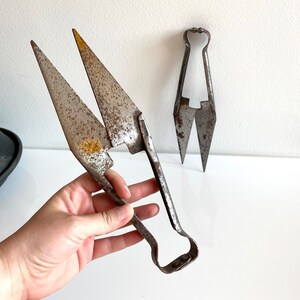 May include: Two vintage metal sheep shears with a weathered, rusted finish. The shears feature long, pointed blades and a looped handle design, showing signs of age and oxidation on the iron surfaces. One pair is held in the foreground.