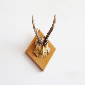 Vintage Roe Deer Antler Mount: 80s Buck Skull Wall Decor