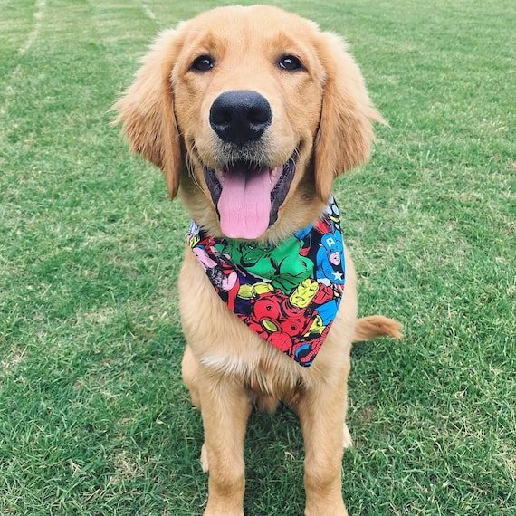 black poodle puppies for sale near me