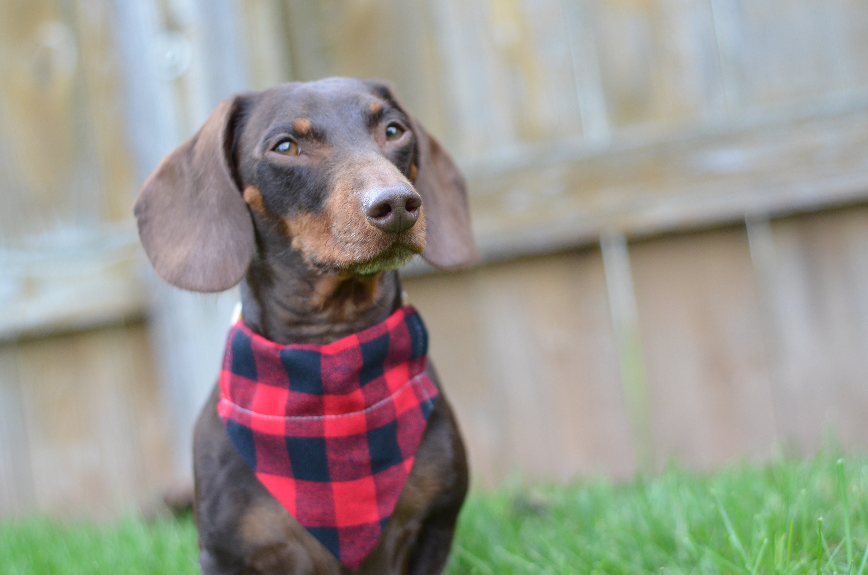 Red Buffalo Plaid Flannel Cat or Dog Bandana, slide on, Over the Coll…