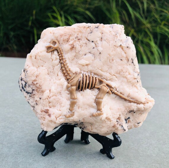 brachiosaurus fossil for sale
