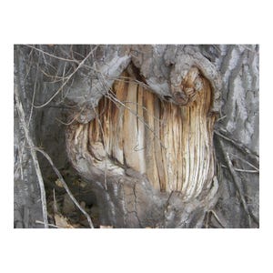 Grinning Cottonwood
