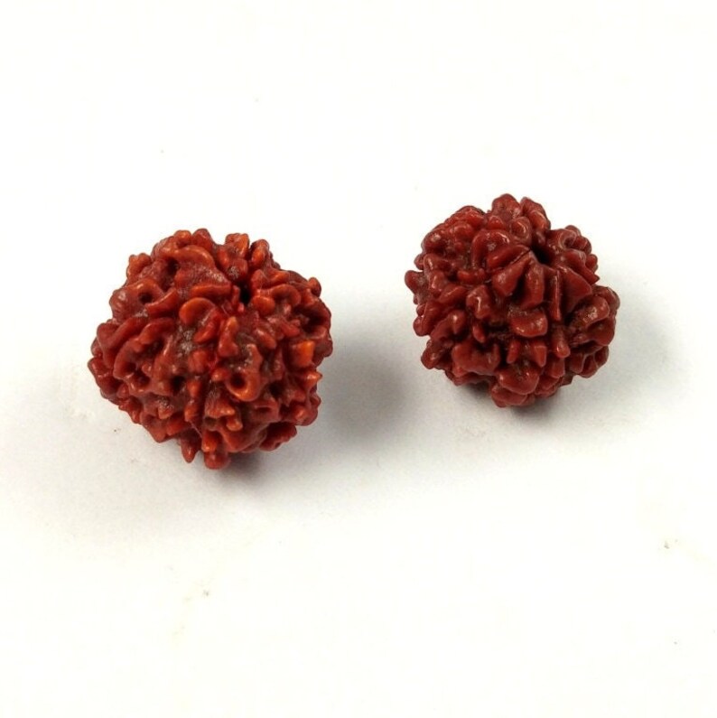 Six Face Rudraksha Bead | Nepalese Six Mukhi Bead | 6 Face Bead | 6 Mukhi Rudraksha Bead | Rudraksha | Six Mukhi Rudraksha image 1