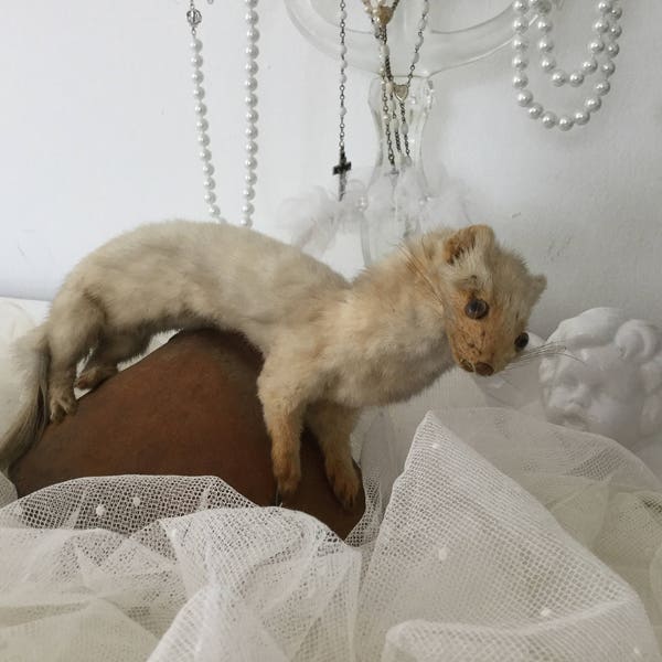 Hermelin Weiß Beige Marder Wiesel Weasel Ferret Frettchen White Ermine Taxidermy Edwardian Style Titanic Style Dekoration CoeursDeCaschel