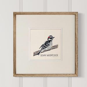 Downy Woodpecker square giclee print