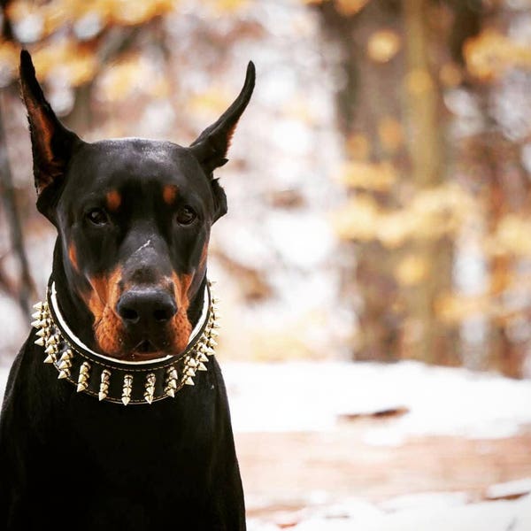 Bestia ™ "Gold Giant" collar para perros con tachuelas de tornillo y forro de cuero suave. 2.5 pulgadas de anchura. Calidad premium!