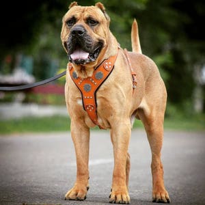 Bestia™ genuine leather &quot;Maximus Silver&quot; harness. Old silver rivet design. Soft padded with leather & foam. Unique design and quality!