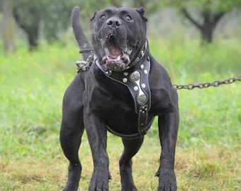 Genuine Leather Dog Harness: Rivet Design, Padded Chest Plate