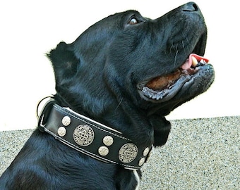 Bestia Hektor Leather Dog Collar, Large Breed, Rivet Design, Padded