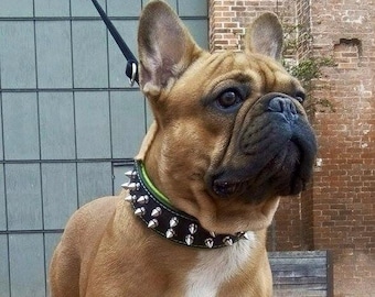 El collar Bestia ™ original "Frenchie". 100% cuero auténtico. Atornillar puntas. Diseño de Bulldog Francés. Hecho a mano!