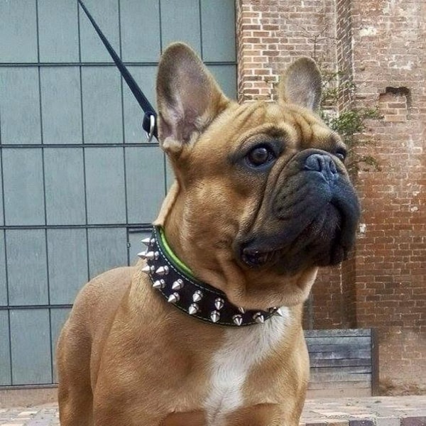 The original Bestia™ "Frenchie" collar. 100% genuine leather. Soft padded. 4 color options. Screw spikes. French Bulldog design. Hand made!