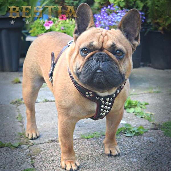 Bestia "Rocky" harnais de chien en cuir clouté. 100% cuir fait à la main et véritable. Taille de bouledogue français