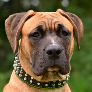 Bestia™ &quot;Stud&quot; Genuine leather Dog Collar with studs and soft leather cushion. M to XXL. 2.5 inch wide. Top Quality! Hand made in Europe