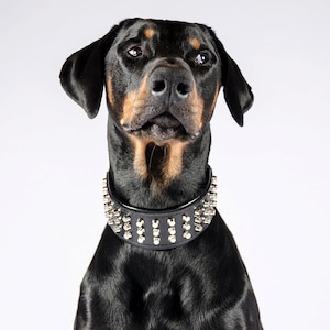 Bestia™ Echtleder &quot;Stud&quot;  Halsband. 100% Leder. Weich gepolstert. 6,3 cm breit. M bis XXL. Große Hunde. Top Qualität. Handgemacht in Europa!