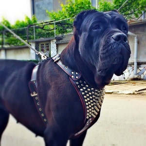 Bestia™ genuine leather &quot;Gladiator&quot; harness. Spikes & studs. Soft padded chest plate. Big dogs only! hand made. Unique design and quality!