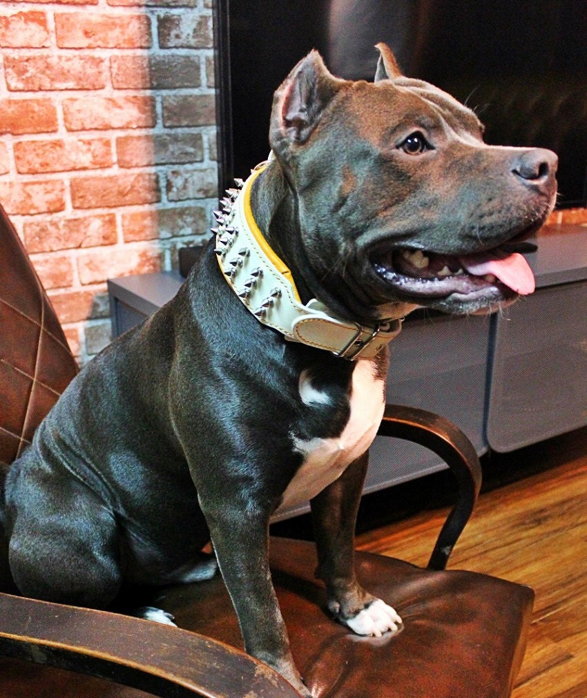 Bestia® Echtleder Hundehalsband Mit Reptilien-Muster – 6,3 Cm Breit, Weich Gepolstert & Handgefertigt In Europa (Größen M Bis XXL)