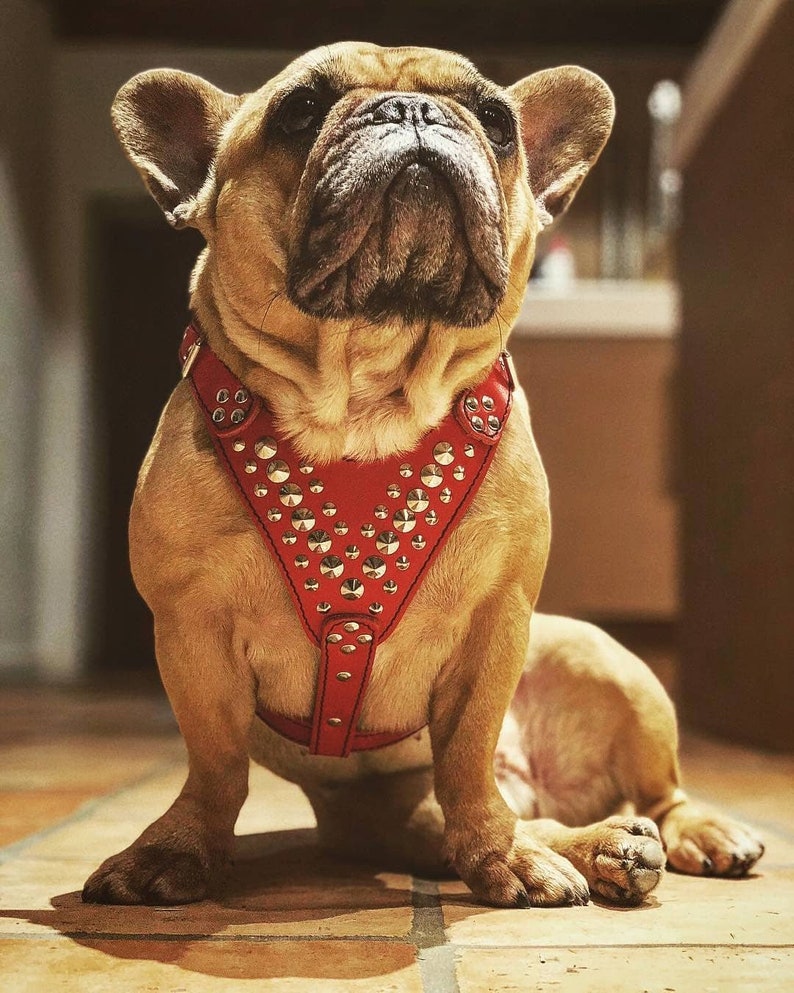 Arnés de cuero Bestia Star para bulldogs franceses y perros pequeños. placa acolchada en el pecho diseño y calidad únicos imagen 7