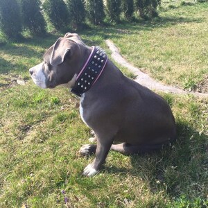 Bestia Genuine Leather Dog Collar with Screw Spikes and Soft Leather Cushion. Wide. Durable. Longlasting. Padded. Pitbull. Bulldog. Bully. APBT. Rottweiler. Cane Corso. Handmade in Europe!