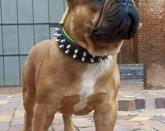 The Original Bestia frenchie Collar. 100 Genuine Leather. Soft Padded. 4 Color Options. Screw Spikes. French Bulldog Design. Hand Made Etsy