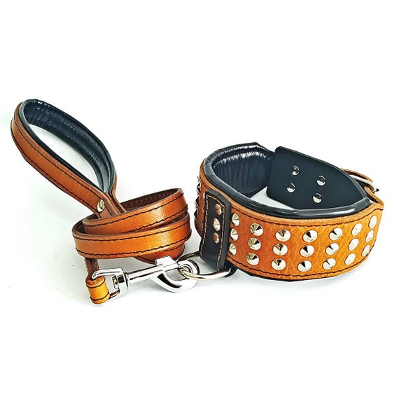Bestia Maximus Hundehalsband Weiß - Echtleder 6,3 Cm Breit | Für Große Hunde | Goldene Nieten