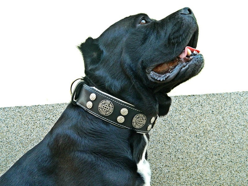 Bestia™ hektor Genuine Leather Dog Collar for Etsy Canada