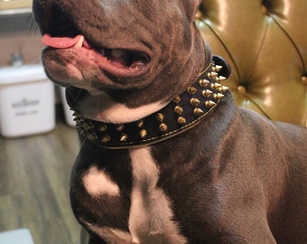 Bestia Gold Giant Hundehalsband – 6,3 Cm Breit, Aus Weichem Leder Mit Spikes, Für Große Hunde Wie Rottweiler & Dobermann
