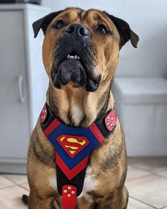 dog dressed as superman