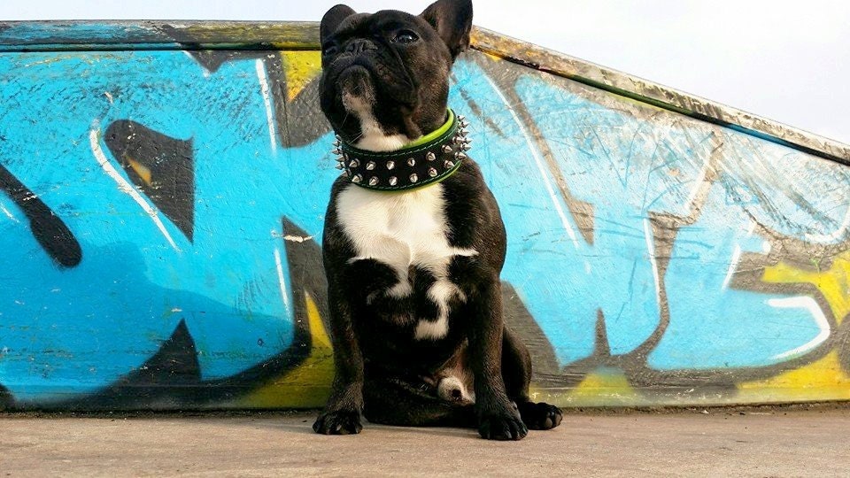 French bulldog cheap spike collar