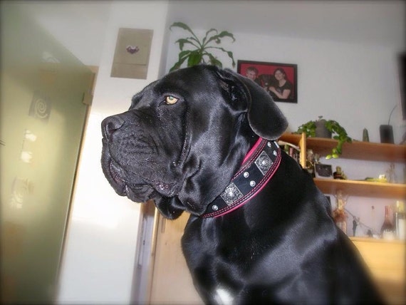 BESTIA EROS Hundehalsband – 100% Leder, Weich Gepolstert, 6,3 Cm Breit, Für Große Hunde Wie Rottweiler & Cane Corso