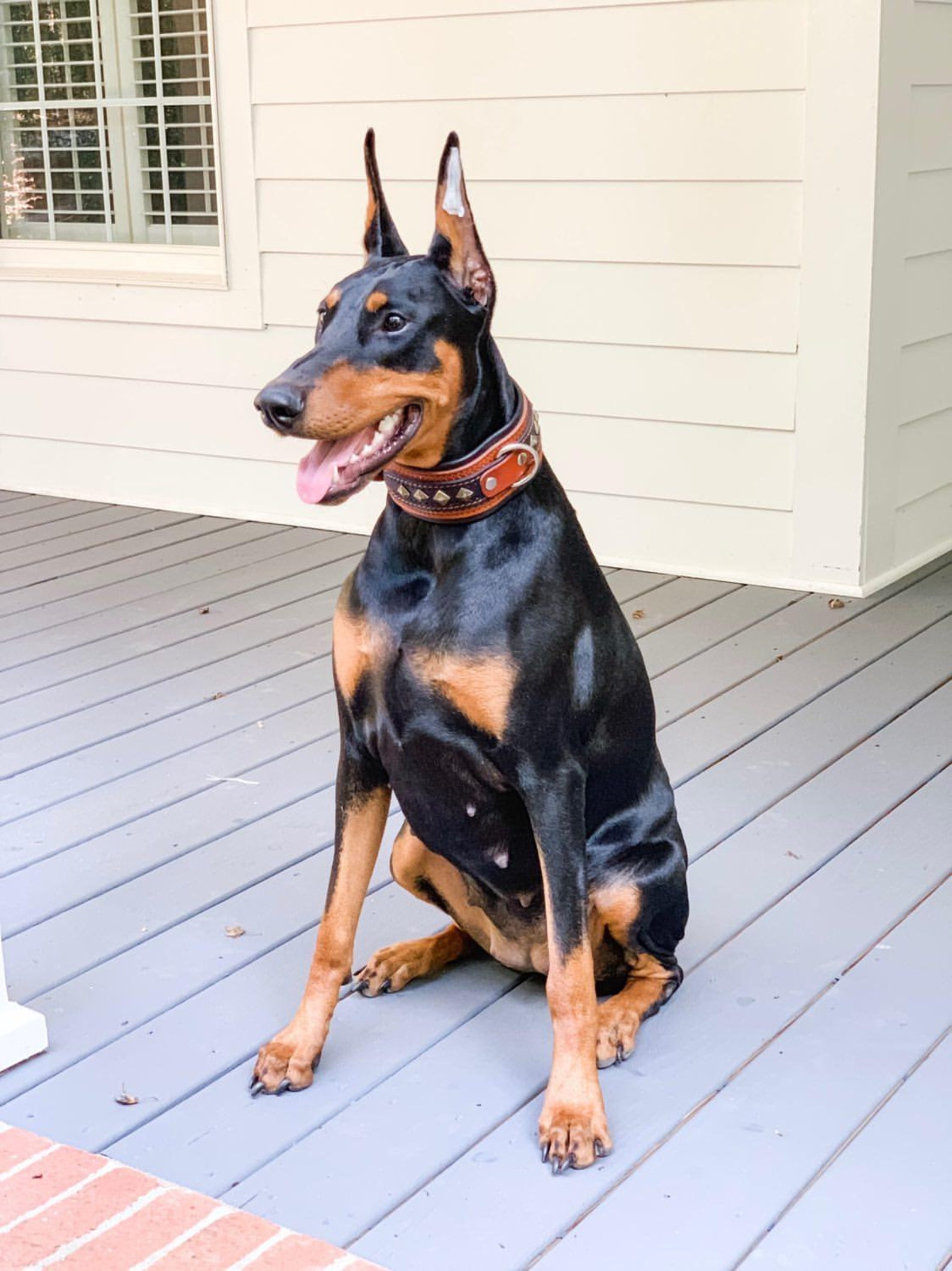Bestia Balteus Hundehalsband – Aus Deutschem Blankleder, Gepolstert, In Rot, Mehrere Größen