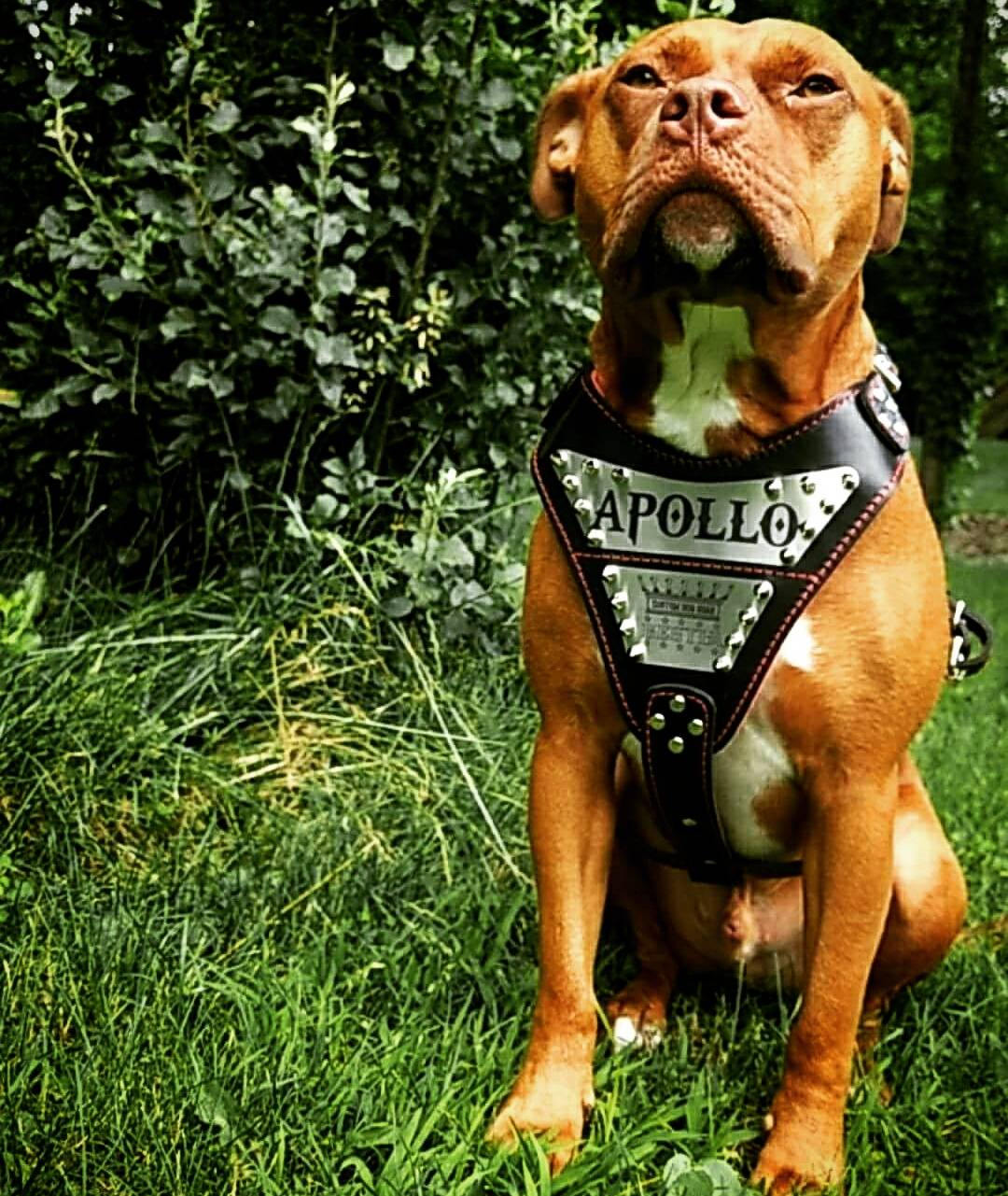 Bestia™ PERSONALISIERTES Echtleder Metal Etsy