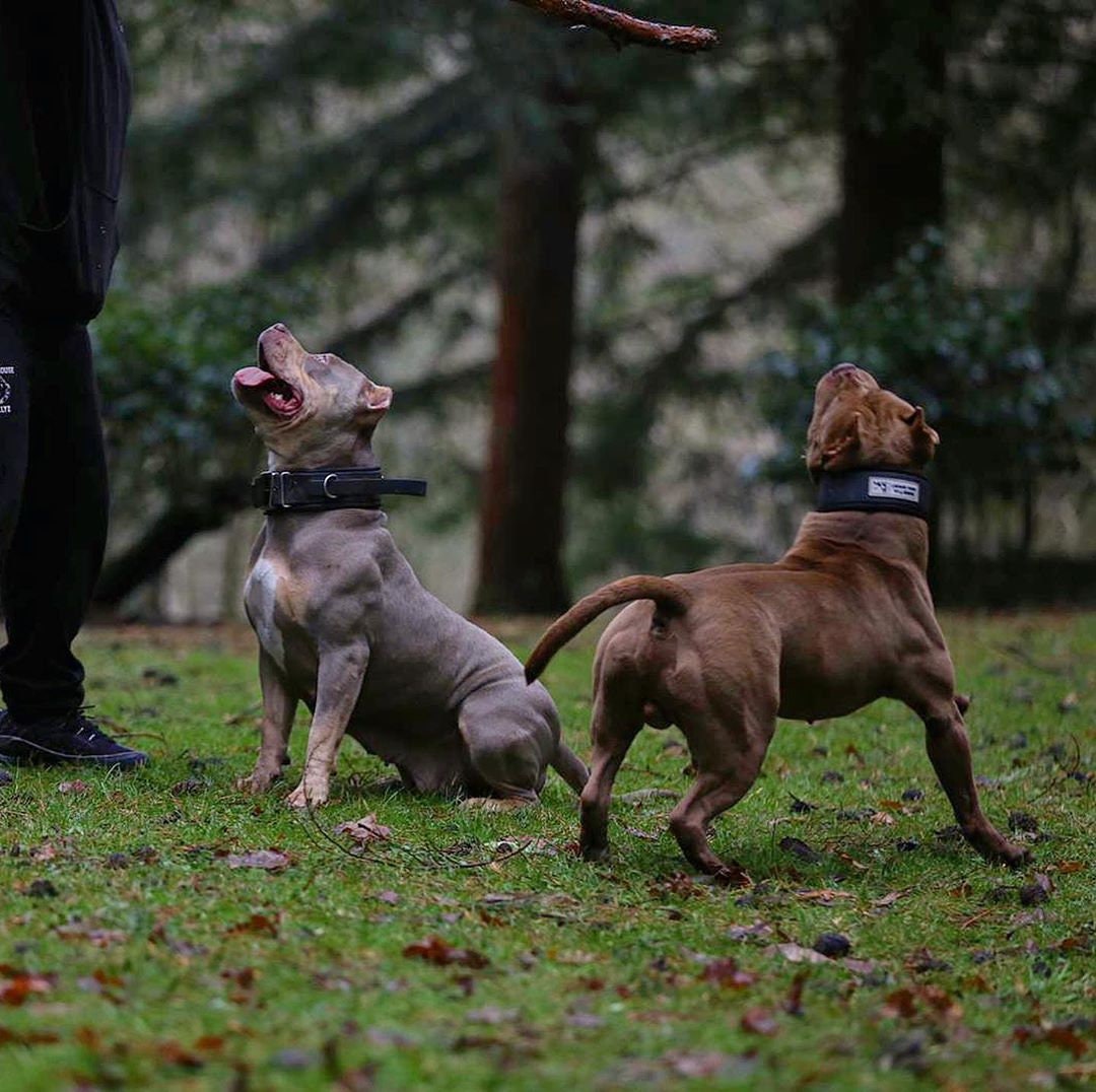 Bestia Dog Sport Halsband Mit Griff – 5 Cm Breit, Wasserdicht, Weich Gepolstert, Für Große Hunde