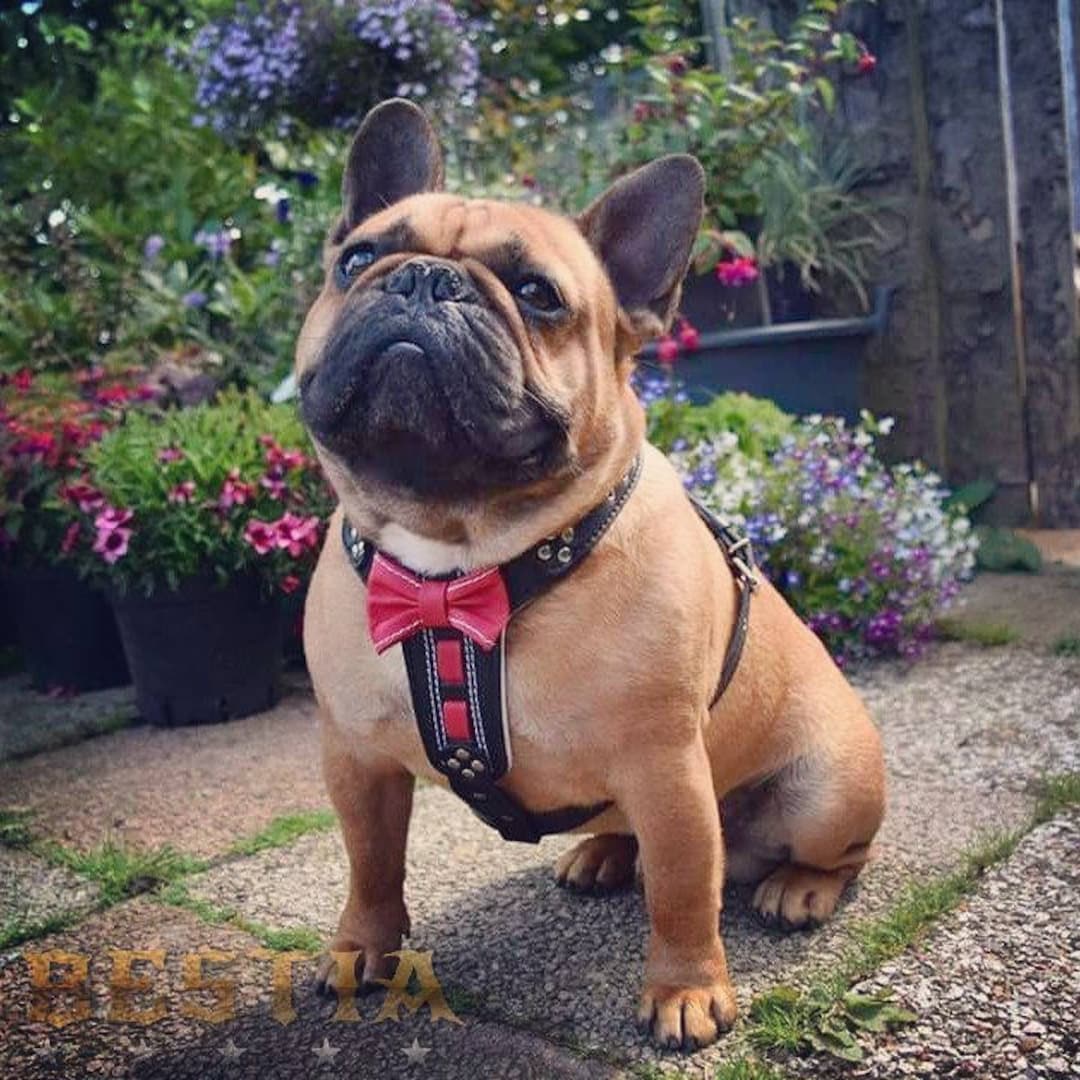 Bestia Harnais en cuir Bowtie pour bouledogues français et petits