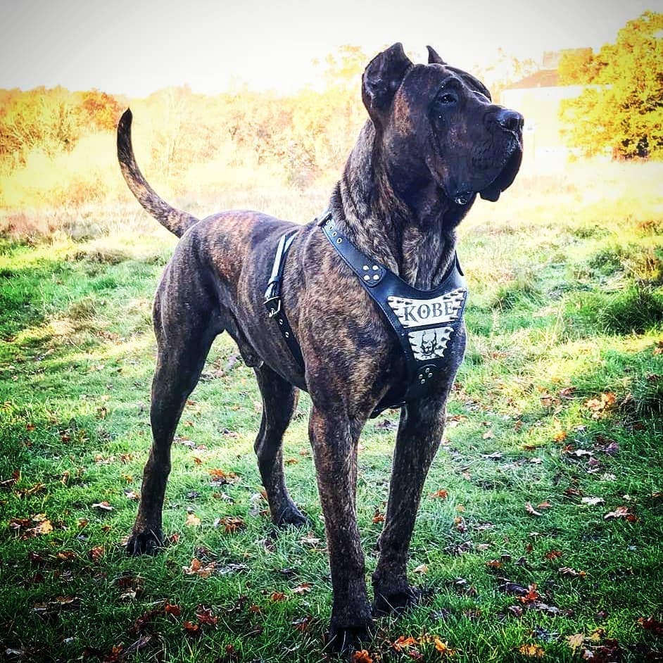 Set Di Imbracature Per Cani Con Logo Personalizzato - Foto 7