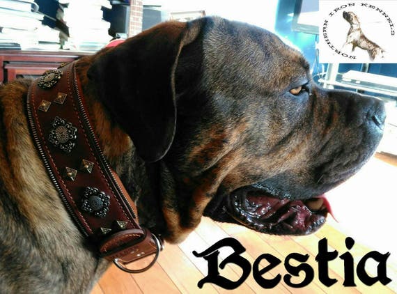 de perro de cuero tachonado Bestia Aztec para - Etsy España