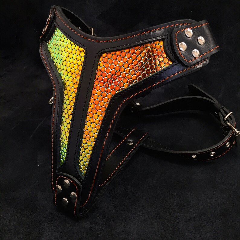 Bestia The /'/'DAlbertis/'/' harness
