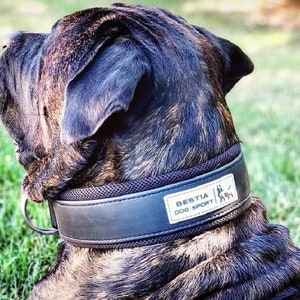 Puede incluir: Un perro negro y marr&oacute;n con un collar de perro de cuero negro con el texto "Bestia Dog Sport" en &eacute;l.