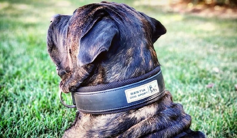 Puede incluir: Un perro negro y marr&oacute;n con un collar de perro de cuero negro con el texto "Bestia Dog Sport" en &eacute;l.