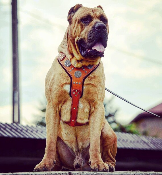 Big dog leather harness clearance