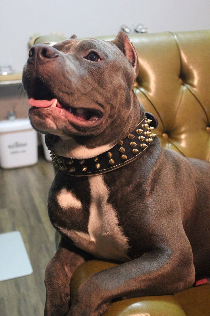 Bestia Gold Giant Hundehalsband – 6,3 Cm Breit, Aus Weichem Leder Mit Spikes, Für Große Hunde Wie Rottweiler & Dobermann