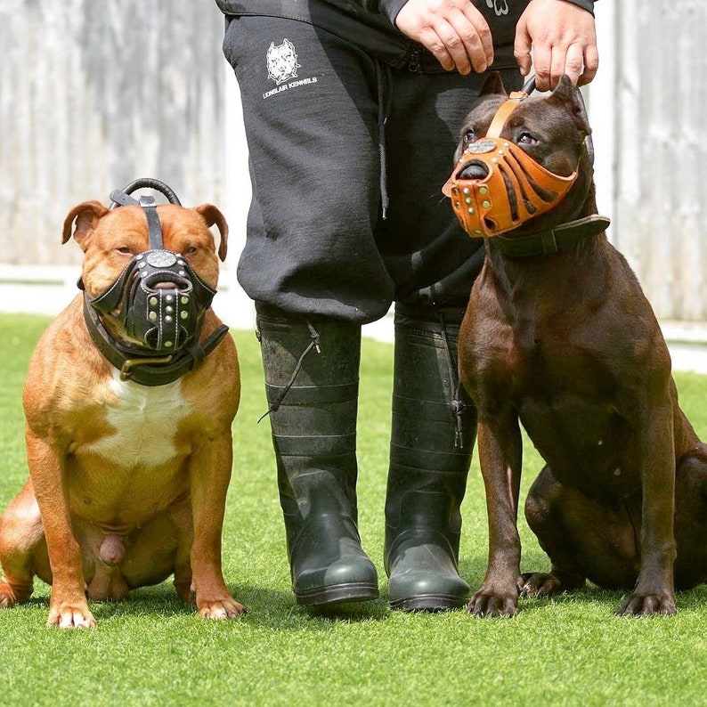 May include: Two dogs wearing leather muzzles. The dog on the left is brown and white with a black muzzle. The dog on the right is brown with a brown leather muzzle. Both dogs are standing on green grass.