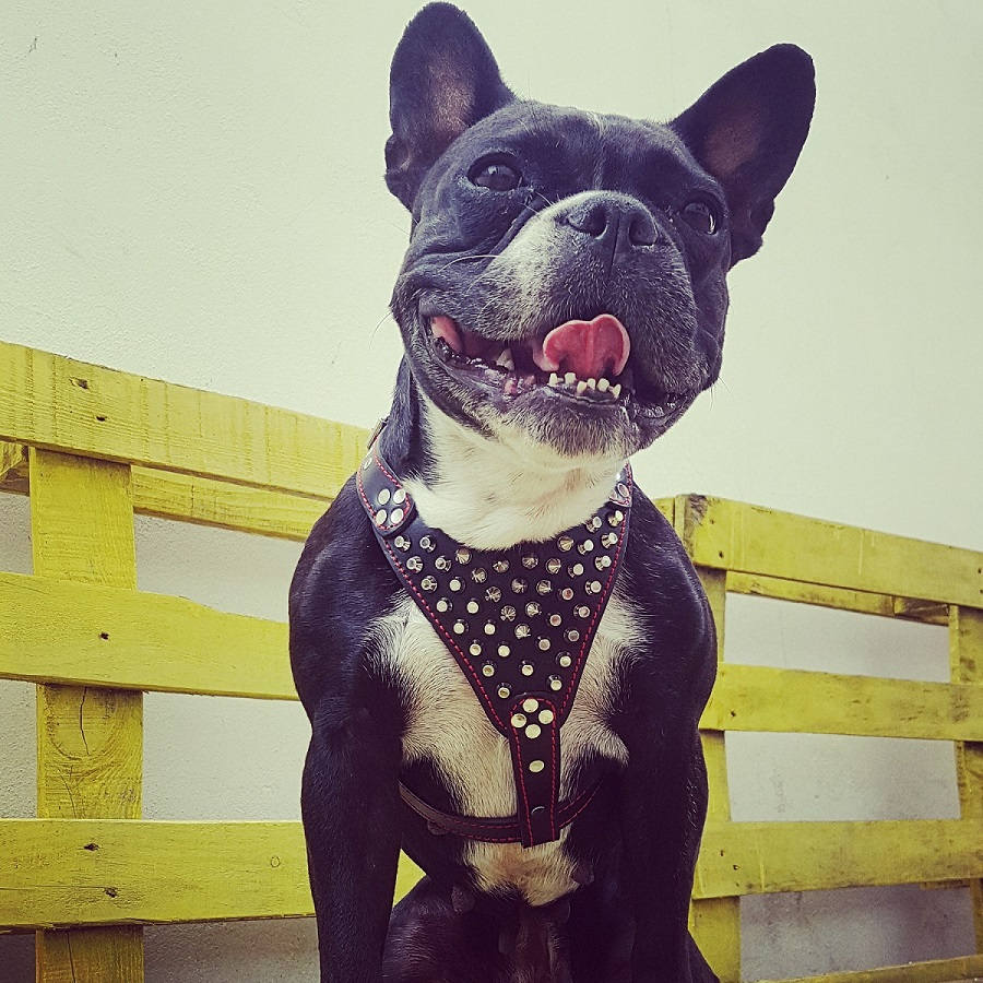 frenchie harness