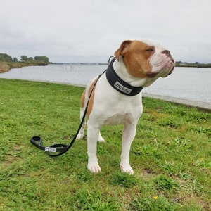 Puede incluir: Un American Bulldog blanco y marr&oacute;n con un collar acolchado negro con el texto "Woof Wear". El perro est&aacute; atado con una correa y de pie sobre hierba verde.
