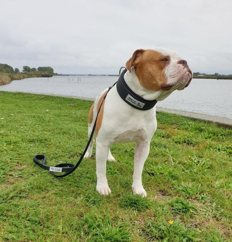 Puede incluir: Un American Bulldog blanco y marr&oacute;n con un collar acolchado negro con el texto "Woof Wear". El perro est&aacute; atado con una correa y de pie sobre hierba verde.