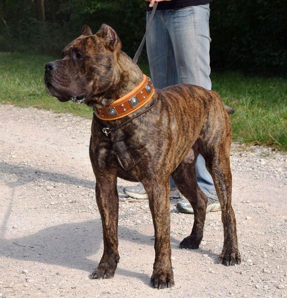 Bestia Hektor Hundehalsband Aus Echtleder – 6,3 Cm Breit, Gepolstert, Für Große Hunde Wie Cane Corso, Handgefertigt In Der EU